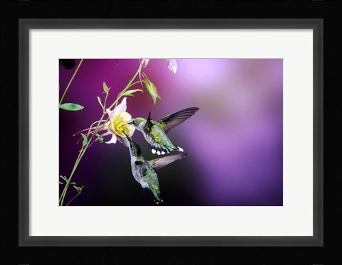 Framed Ruby-Throated Hummingbird Females At Mckana Hybrid Columbine, Shelby County, Illinois Print