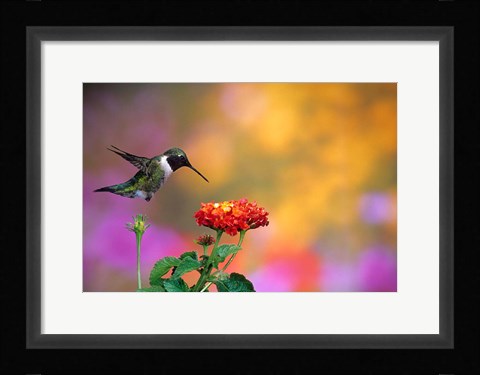 Framed Ruby-Throated Hummingbird At Dallas Red Lantana Print