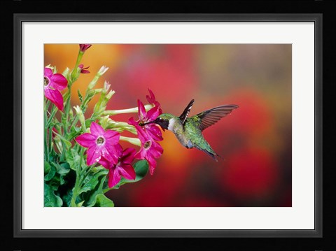 Framed Ruby-Throated Hummingbird At Hummingbird Rose Pink Nicotiana Print