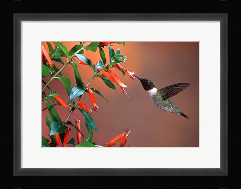 Framed Ruby-Throated Hummingbird At Cigar Plant Print