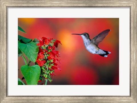 Framed Ruby-Throated Hummingbird On Scarlet Sage Print