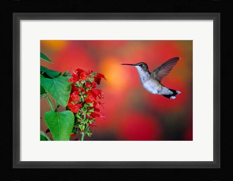Framed Ruby-Throated Hummingbird On Scarlet Sage Print