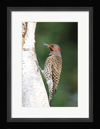 Framed Northern Flicker On A Birch Tree Print