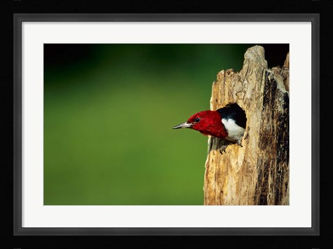 Framed Red-Headed Woodpecker In Nest Cavity, Illinois Print