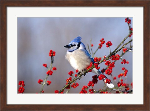 Framed Blue Jay In Icy Green Hawthorn Tree Print