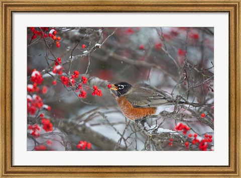 Framed American Robin Eating Berry In Common Winterberry Bush Print