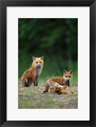 Framed Red Fox Adults With Kit Print