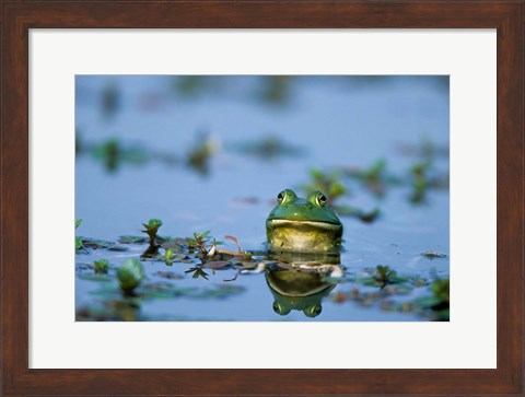 Framed American Bullfrog In The Wetlands Print