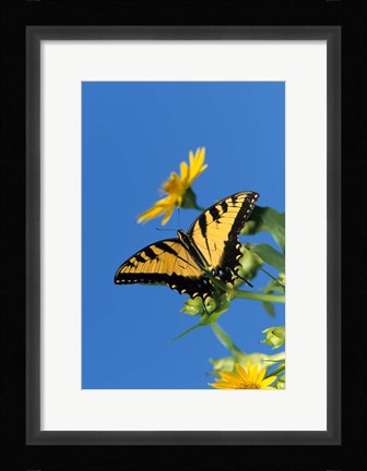 Framed Eastern Tiger Swallowtails On A Cup Plant Print