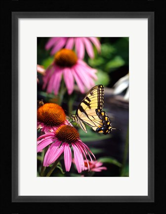 Framed Eastern Tiger Swallowtail On A Purple Coneflower Print