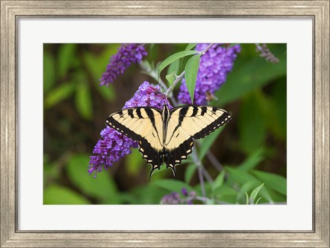 Framed Eastern Tiger Swallowtail On Butterfly Bush Print
