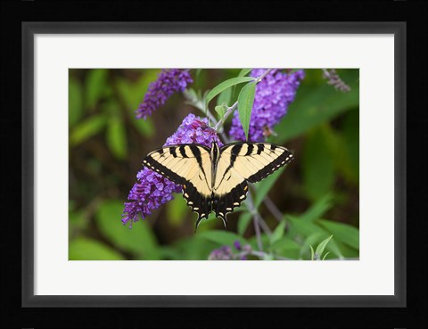 Framed Eastern Tiger Swallowtail On Butterfly Bush Print