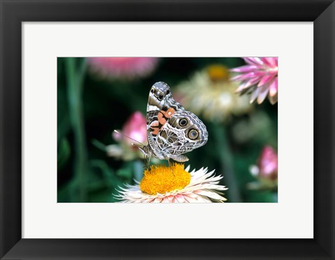 Framed American Lady Butterfly On An Outback Paper Daisy Print