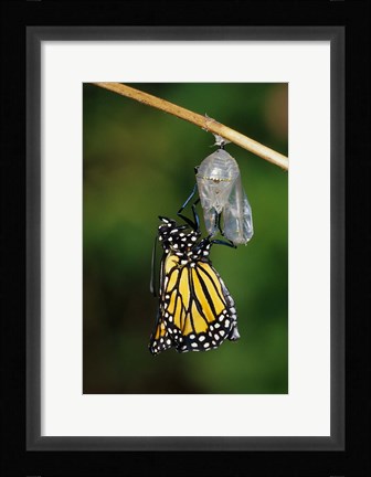 Framed Monarch During Emergence Print