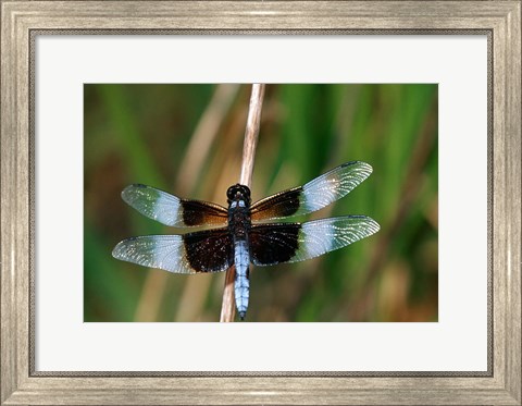 Framed Widow Skimmer Print