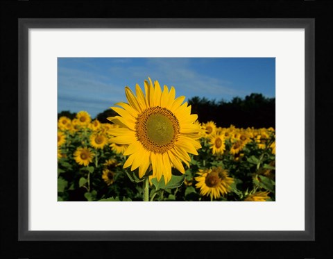 Framed Common Sunflower Field, Illinois Print