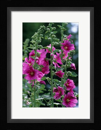 Framed Standing  Hollyhocks, Illinois Print