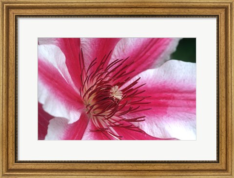 Framed Carnaby Clematis Flower, Marion County, Illinois Print