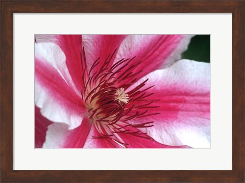 Framed Carnaby Clematis Flower, Marion County, Illinois Print