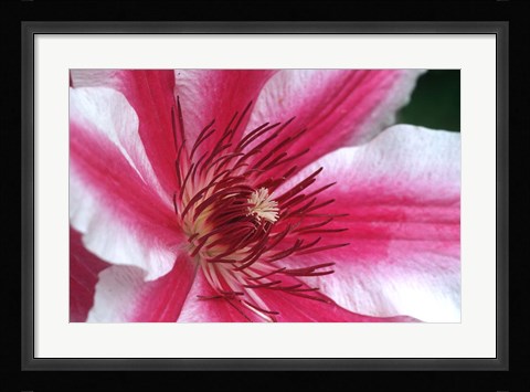 Framed Carnaby Clematis Flower, Marion County, Illinois Print