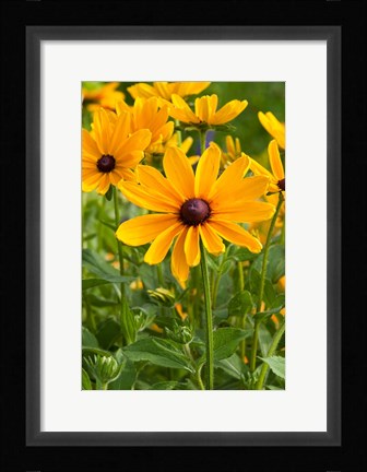Framed Indian Summer Black-Eyed Susans, Illinois Print