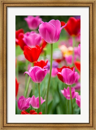 Framed Pink And Red Tulips, Cantigny Park, Wheaton, Illinois Print