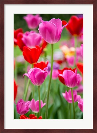 Framed Pink And Red Tulips, Cantigny Park, Wheaton, Illinois Print