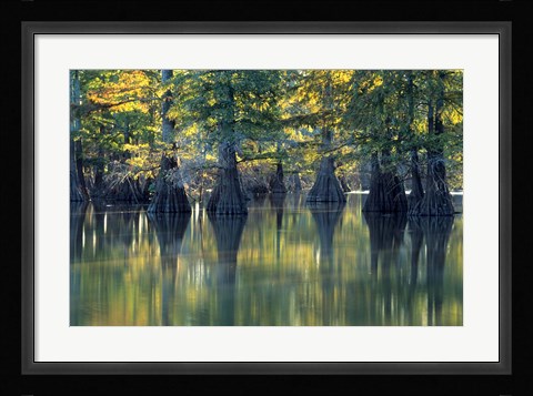 Framed Bald Cypress Trees At Horseshoe Lake State Park, Illinois Print