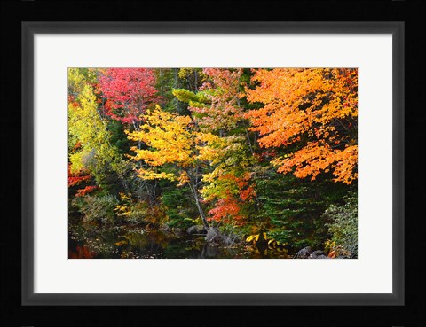 Framed Autumn Trees Along The Sheepscot River, Maine Print