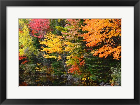 Framed Autumn Trees Along The Sheepscot River, Maine Print