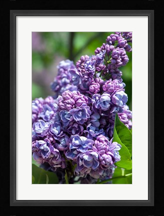 Framed Purple Lilac Tree, Arnold Arboretum, Boston Print