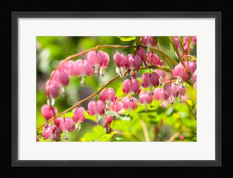 Framed Bleeding Heart, Arnold Arboretum, Boston Print