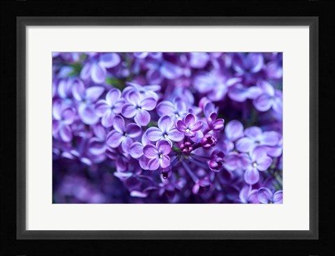 Framed Close-Up Of A Purple Lilac Tree, Arnold Arboretum, Boston Print