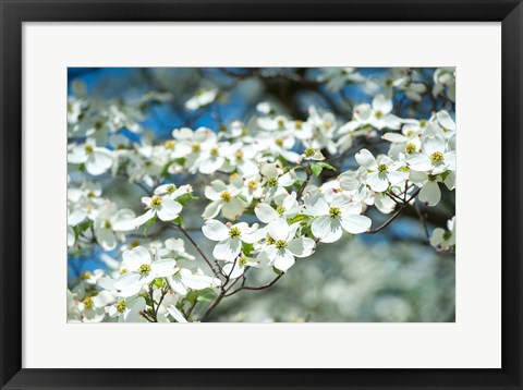 Framed Dogwood Tree, Arnold Arboretum, Boston Print