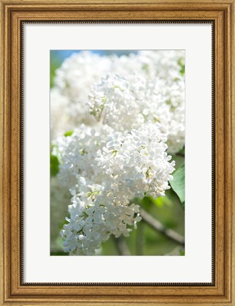 Framed White Lilac Tree, Arnold Arboretum Print