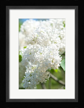 Framed White Lilac Tree, Arnold Arboretum Print