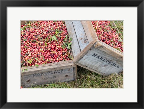 Framed Crated Cranberries Print