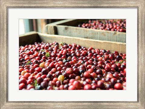 Framed Cranberry Harvest, Massachusetts Print