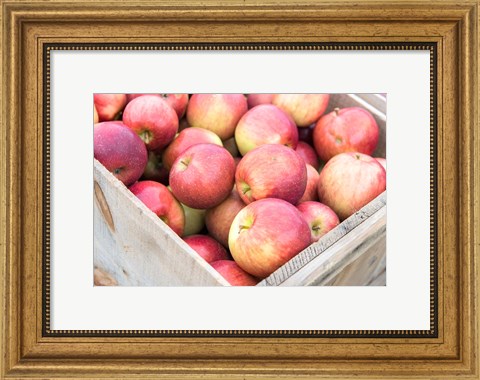 Framed Apple Harvest, Massachusetts Print