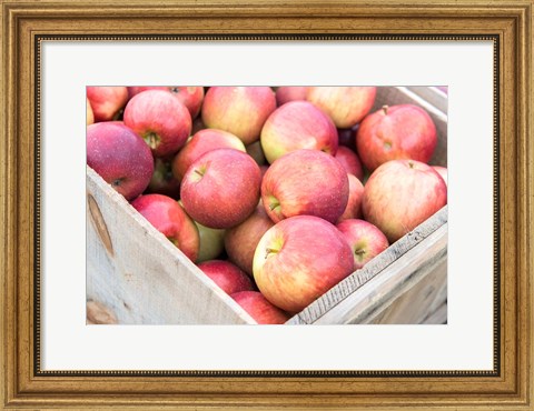 Framed Apple Harvest, Massachusetts Print