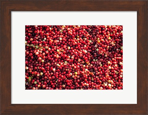 Framed Cranberry Close-Up, Massachusetts Print