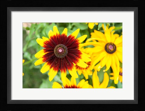 Framed Black-Eyed Susans, Massachusetts Print