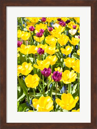 Framed Vibrant Tulip Garden, Massachusetts Print