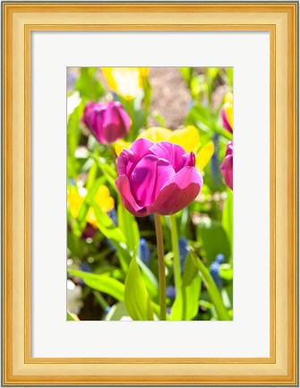 Framed Purple Tulip, Massachusetts Print