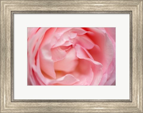 Framed Close-Up Of A Pink Pierre De Ronsard Rose Print
