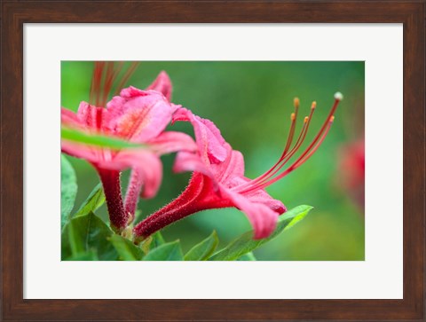 Framed Pink Azalea, Massachusetts Print