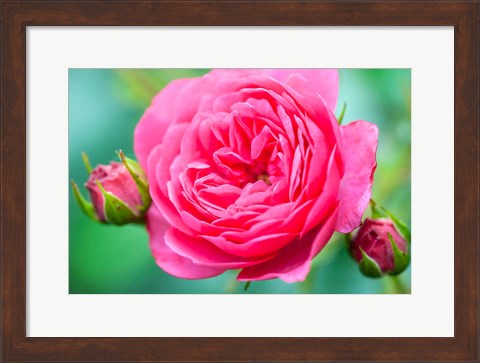 Framed Hot Pink Knock Out Rose, Massachusetts Print