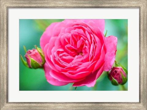 Framed Hot Pink Knock Out Rose, Massachusetts Print