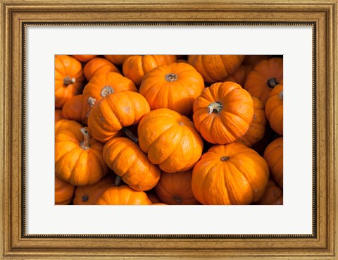 Framed Gourd Harvest, Massachusetts Print