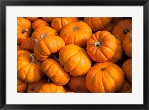 Framed Gourd Harvest, Massachusetts Print